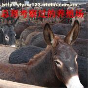 山西肉驢養殖指南 臨汾適合飼養嗎？養殖場分布與引種建議