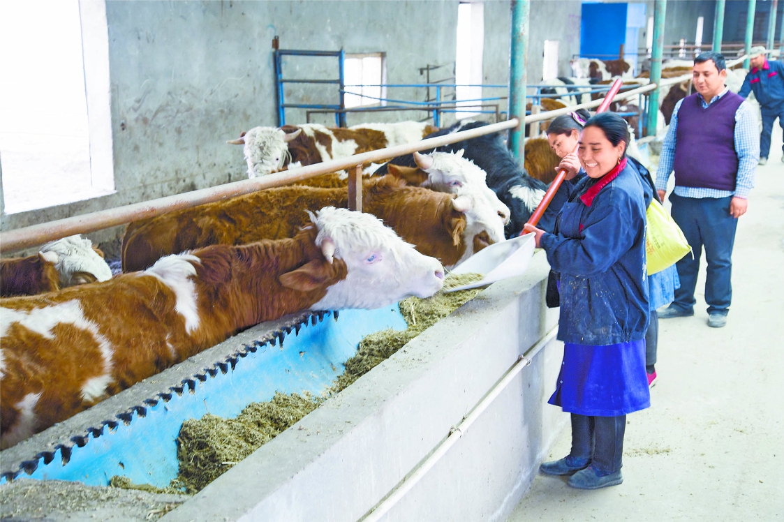 新疆牛產業 存欄量突破237萬頭，肉牛與奶牛養殖雙輪驅動