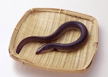 農村養殖致富指南 選對方向，科學經營