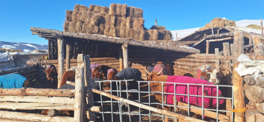嚴寒與暖流之間 蒙古國暴風雪中的牲畜飼養